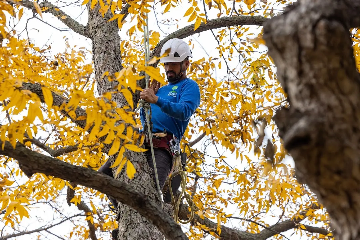 Skilled Tree Trimming crew working in Mayville